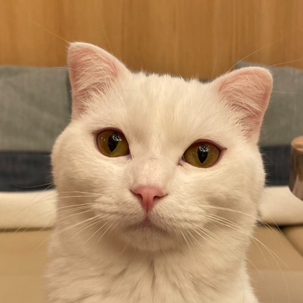 おもち